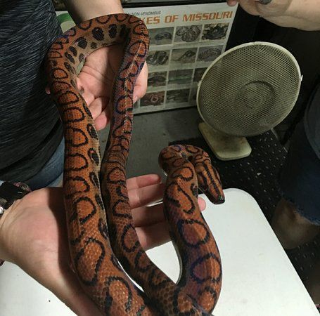 Snake World
