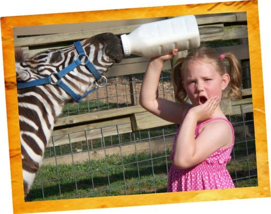 Promised Land ZOO