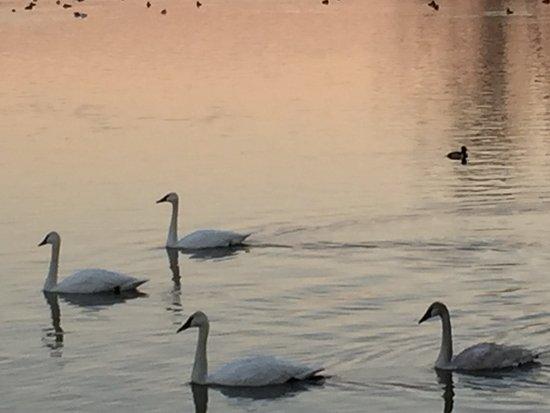 Trumpeter Swan viewing on Magness Lake